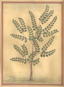 Baby Banyan Tree a000    