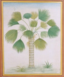 Palm Tree b006     