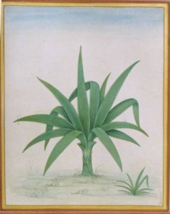 Baby Banana Plant b012     