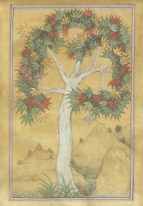 chinar or oriental plane b013 