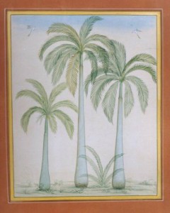 Group Palm Trees a007