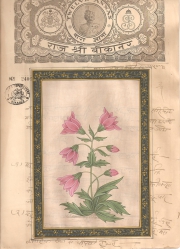 Mugal Flowers on old paper d019