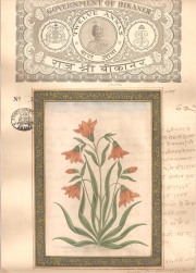 Mugal Flowers on old paper d021