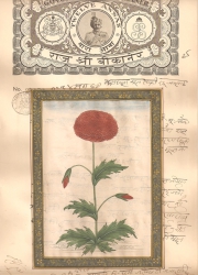 Mugal Flowers on old paper d022