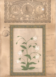 Mugal Flowers on old paper d023