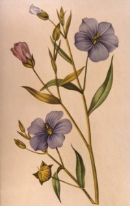 English Botanical Flower e002 