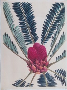 English Botanical Flower e003 