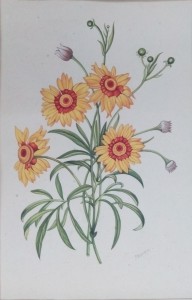 English Botanical Flower e004 