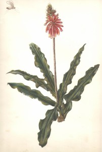 English Botanical Flower e005 