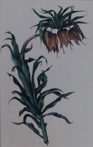 English Botanical Flower e006 