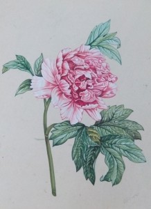 English Botanical Flower e008 