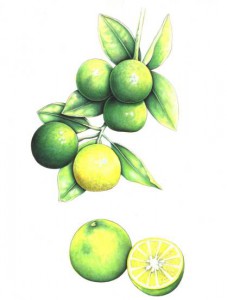 English Botanical Lemon f002