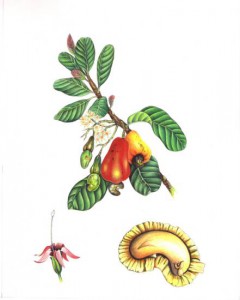 English Botanical Fruits f003