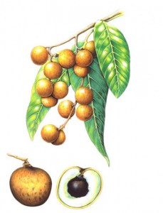 English Botanical Fruits f004