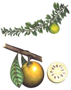 English Botanical Fruits f005