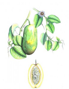 English Botanical Fruits f006