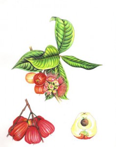 English Botanical Fruits f007