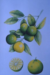 English Botanical Fruits f009