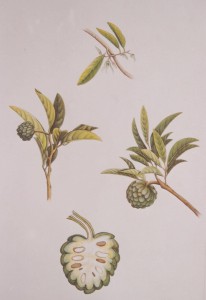 English Botanical Fruits f012