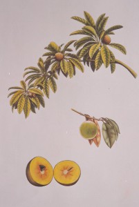 English Botanical Fruits f013