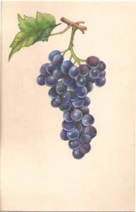 English Botanical Black grapes f014