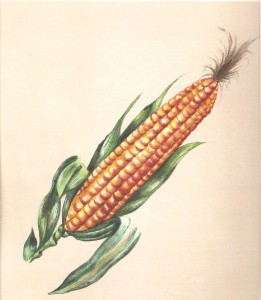 English Botanical Fruits f015