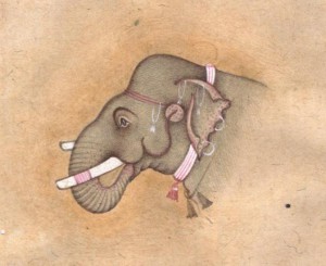 Elephant j014
