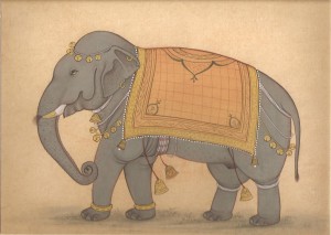 Elephant j016